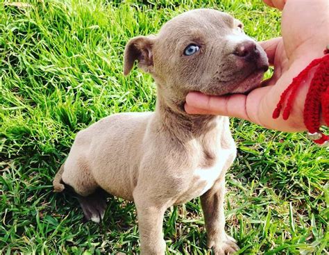 blue and brindle pitbull puppies|blue brindle pitbull for sale.